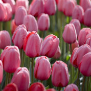Tulipán Darwin 'Pink Impression'